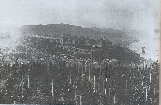 Gellért hegyi szőlők 1890 k